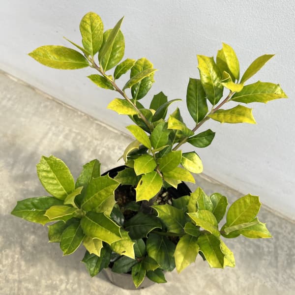 西洋ヒイラギ:オウゴンホーリー6号ポット