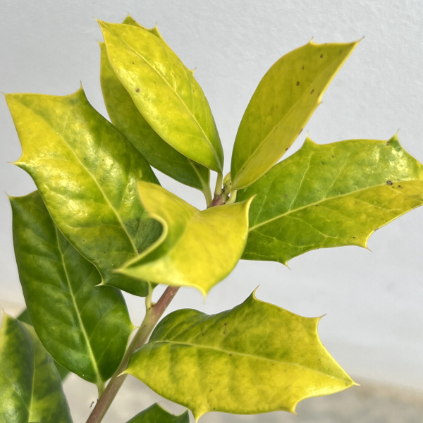 西洋ヒイラギ:オウゴンホーリー6号ポット