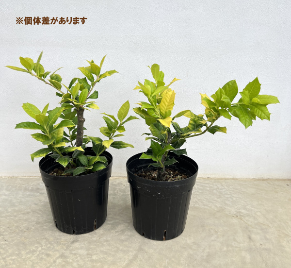 西洋ヒイラギ:オウゴンホーリー6号ポット