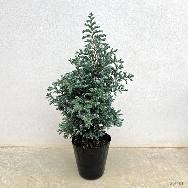 コニファー(立ち性):ボールバード5号ポット*