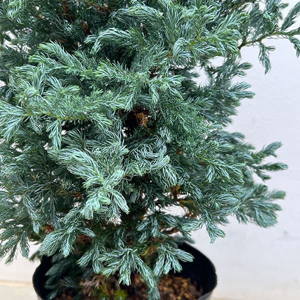 コニファー(立ち性):ボールバード5号ポット*