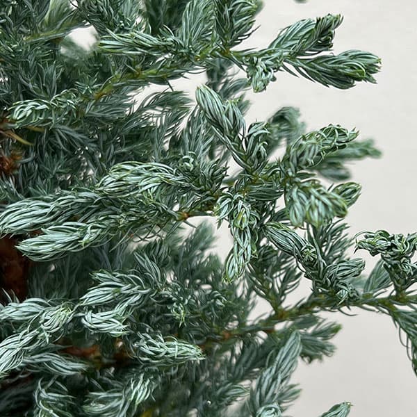 コニファー(立ち性):ボールバード5号ポット*