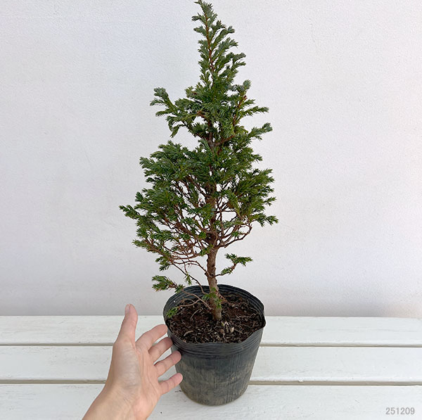 コニファー（立ち性）：ボールバード5号ポット*