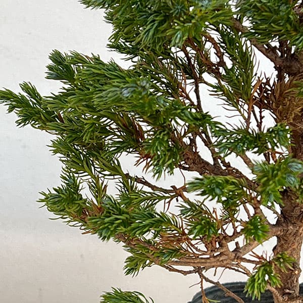 コニファー（立ち性）：ボールバード5号ポット*