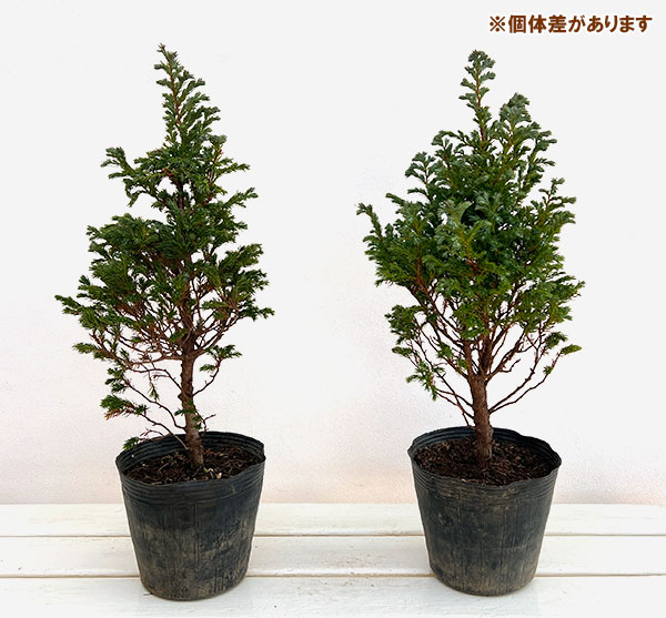 コニファー（立ち性）：ボールバード5号ポット*