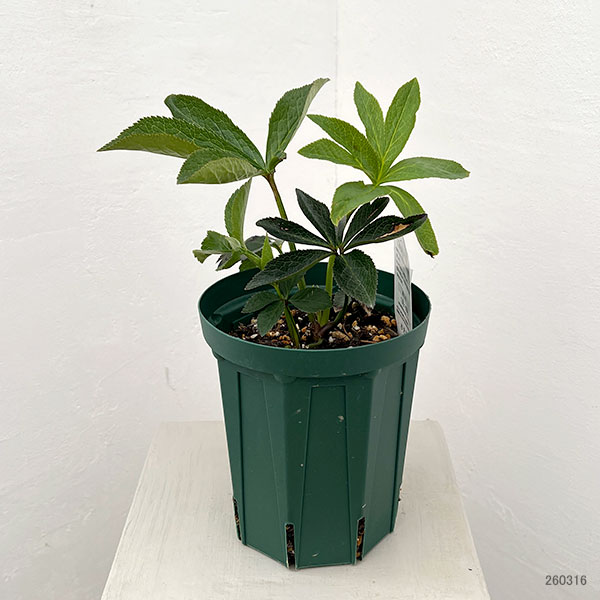 杉光園芸さんのクリスマスローズ:ダブルアプリコット5号ポット