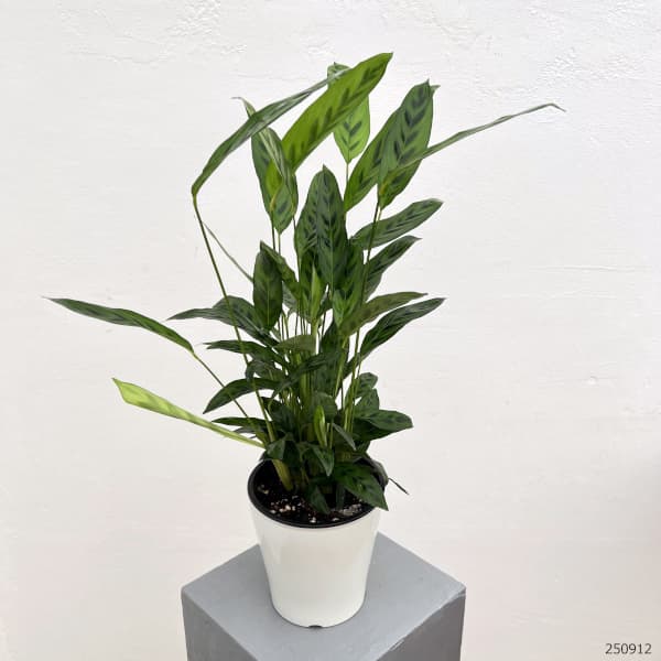 カラテア:レオパルディナ 5号鉢植え
