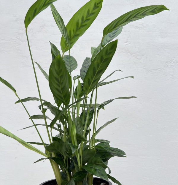 カラテア:レオパルディナ 5号鉢植え
