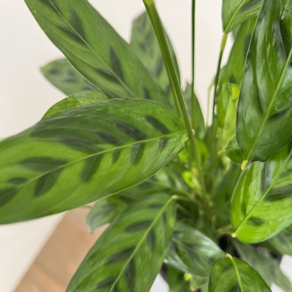 カラテア:レオパルディナ 5号鉢植え