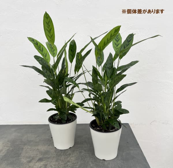 カラテア:レオパルディナ 5号鉢植え