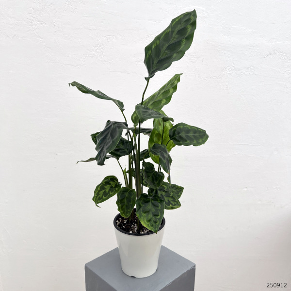 カラテア:ヴィーチアナ 5号鉢植え