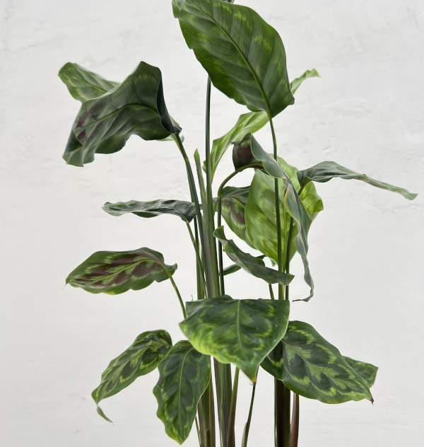 カラテア:ヴィーチアナ 5号鉢植え