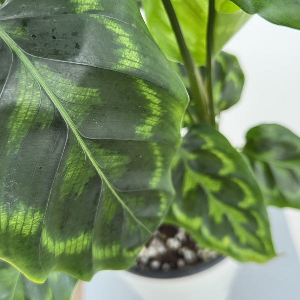 カラテア:ヴィーチアナ 5号鉢植え