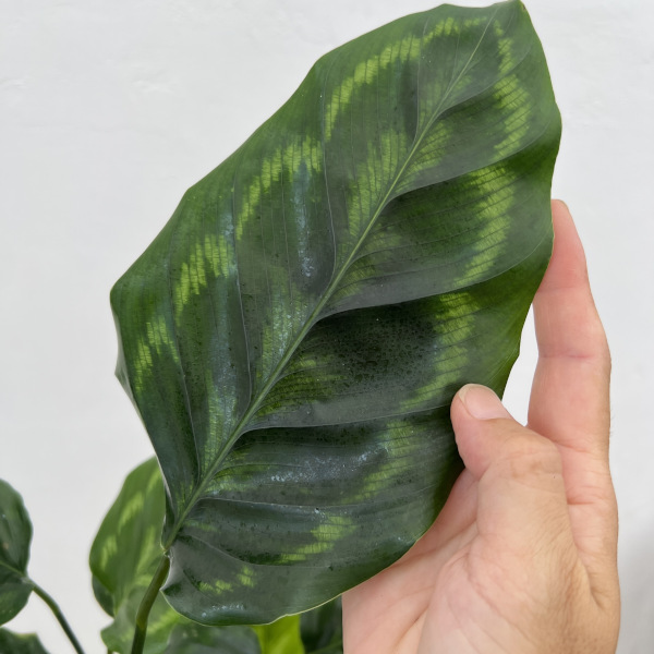 カラテア:ヴィーチアナ 5号鉢植え