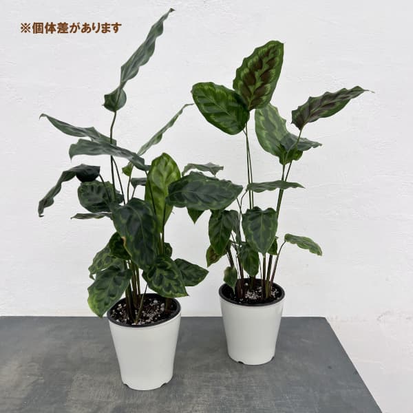 カラテア:ヴィーチアナ 5号鉢植え
