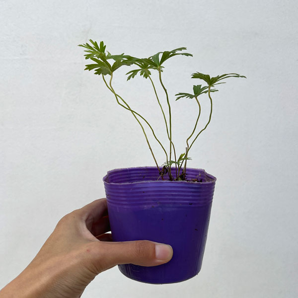 ゲラニウム:スターマン3-3.5号ポット