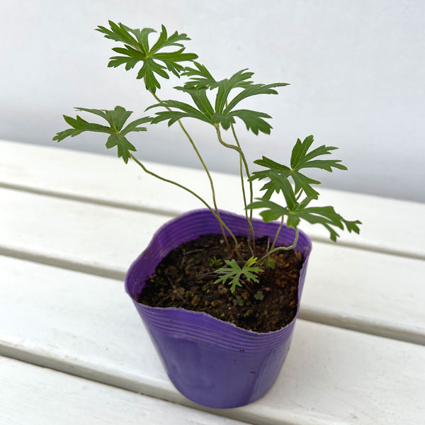 ゲラニウム:スターマン3-3.5号ポット