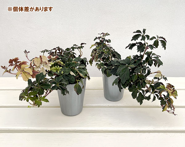 ミカニア（斑入り）：デンタータ　ファントム2.5号ロングポット