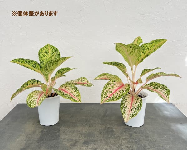 アグラオネマ:サンパトーン 4号鉢入り