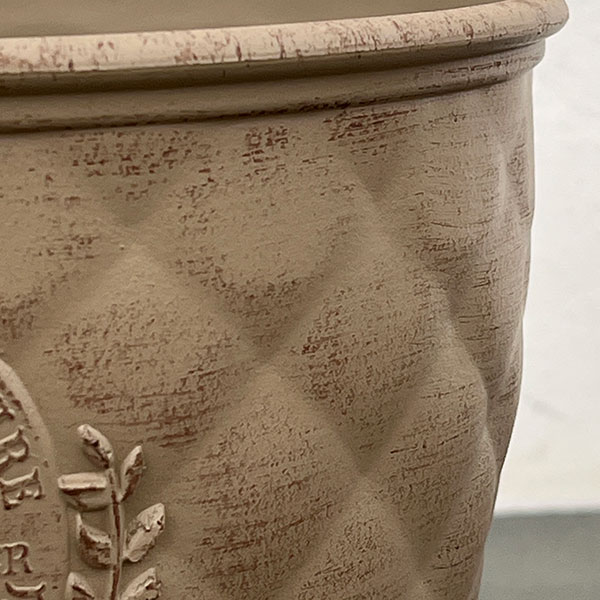 やっちゃんねる×見元園芸×園芸ネット2025秋コラボ：見元ビオラやっちゃん命名3種セット