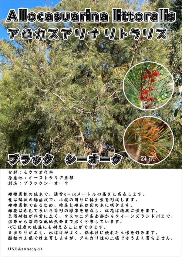アロカスアリナ:リトラリス5号ポット