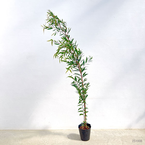 ブラックユーカリ　アゴニス　フレクソーサ 園芸ネット本店｜アゴニス フレクソーサ（黒ユーカリ）：ブラック