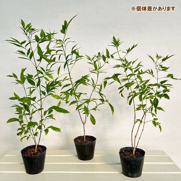 ノウゼンカズラの仲間：テコマ フルバ 4号ポット