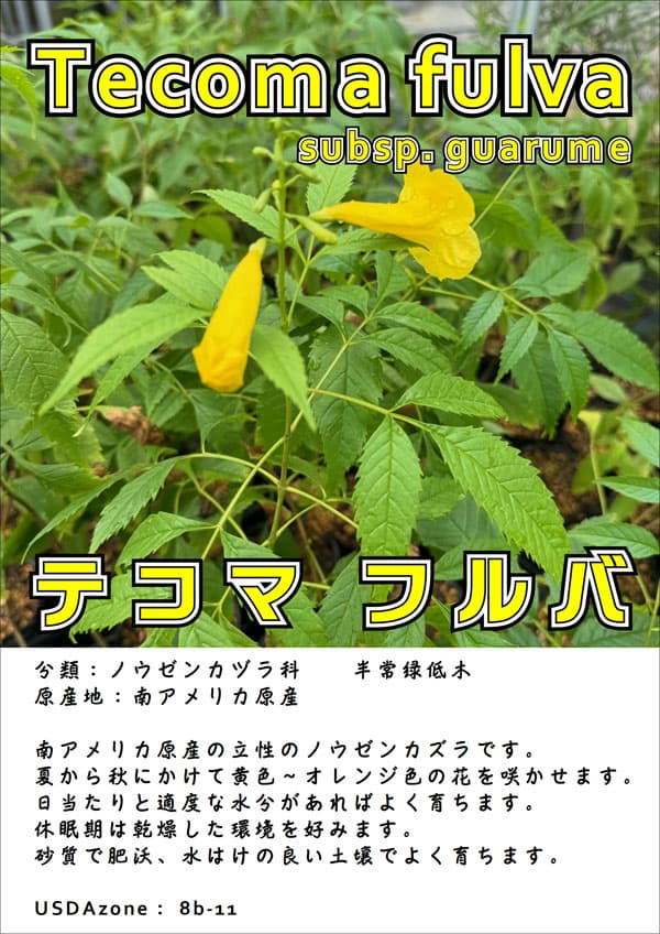 ノウゼンカズラの仲間：テコマ フルバ 4号ポット