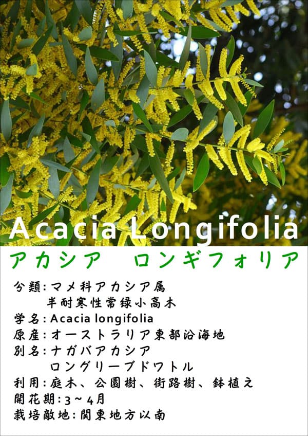 アカシア：ロンギフォリア5号ポット