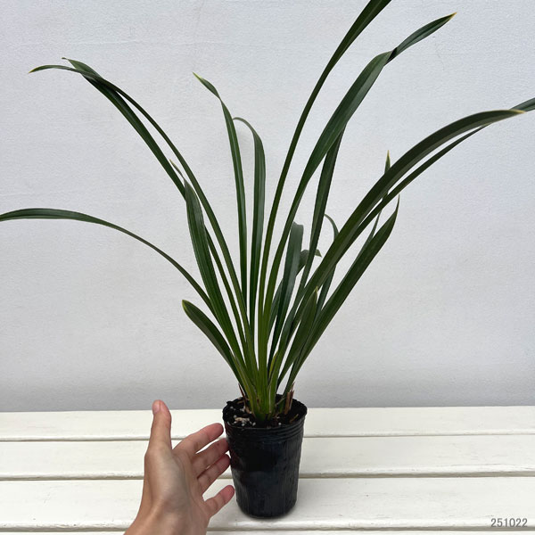 ワラン（和蘭）：神龍爪（シンリュウソウ・斑入り）　3号ポット