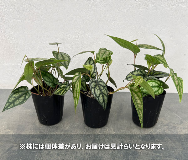 ピペル:シルバーティクム 3号ポット*