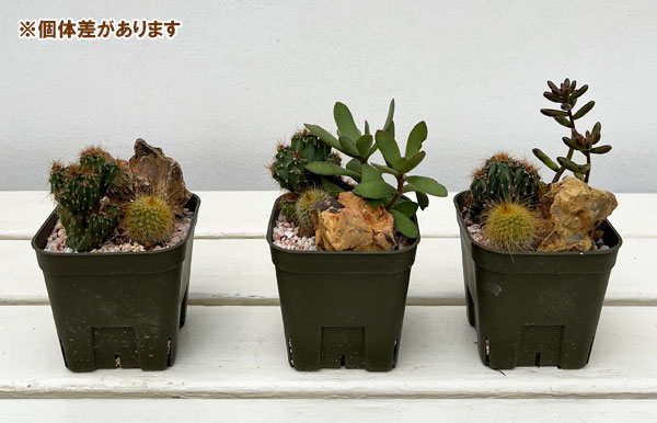 ハコニワ:コバ・アミーゴさんの多肉サボテン寄せ植え 3号ポット