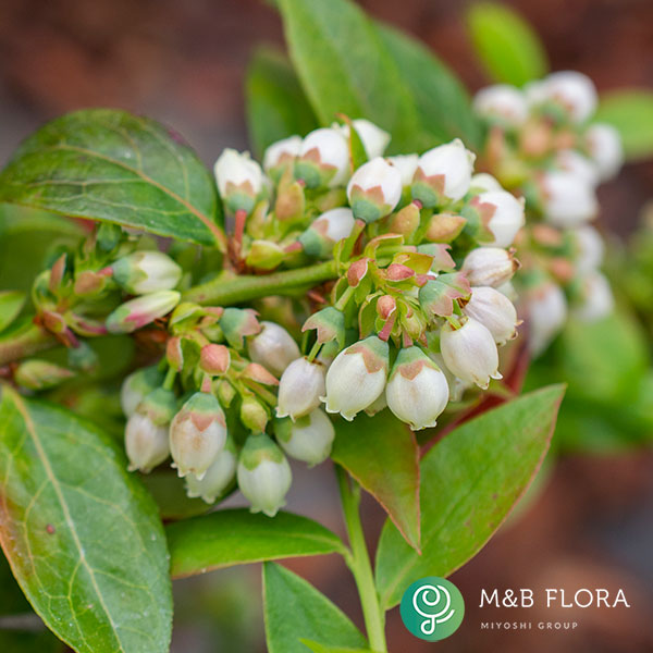 【お1人様1ポット】ブルーベリー：ブッシェルアンドベリー（R）ミッドナイトカスケード5号ポット