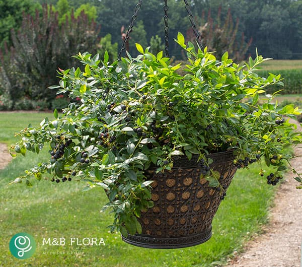 【お1人様1ポット】ブルーベリー：ブッシェルアンドベリー（R）ミッドナイトカスケード5号ポット