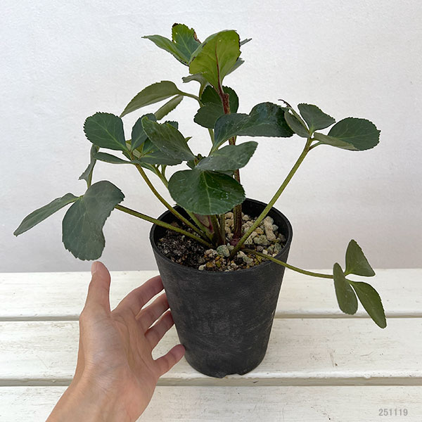 クリスマスローズ:*HGC 雪の妖精 ケイティー4.5号ポット