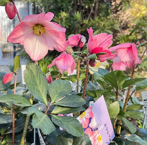 クリスマスローズ:*HGC 雪の妖精 ケイティー4.5号ポット