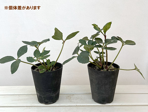 クリスマスローズ:*HGC 雪の妖精 ケイティー4.5号ポット