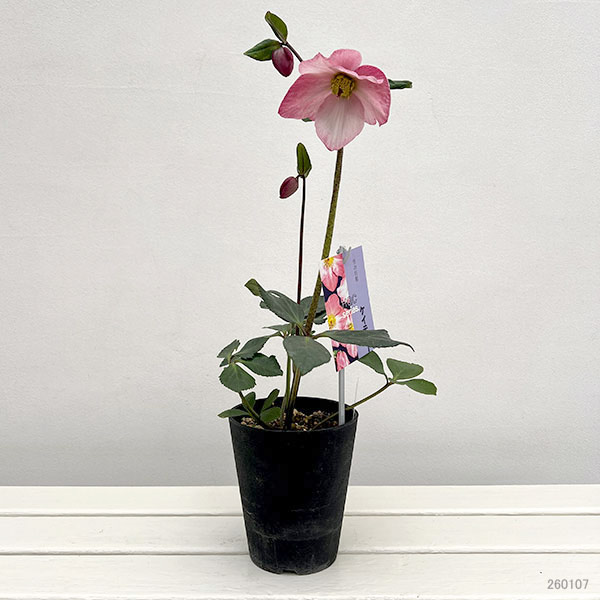 クリスマスローズ:*HGC 雪の妖精 ケイティー4.5号ポット