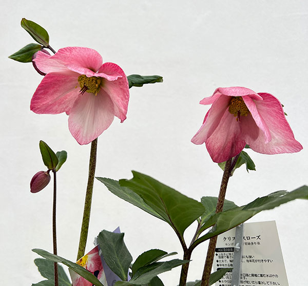 クリスマスローズ:*HGC 雪の妖精 ケイティー4.5号ポット