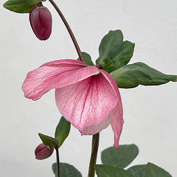 クリスマスローズ:*HGC 雪の妖精 ケイティー4.5号ポット