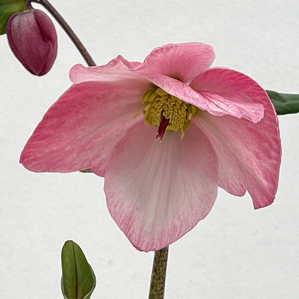 クリスマスローズ:*HGC 雪の妖精 ケイティー4.5号ポット