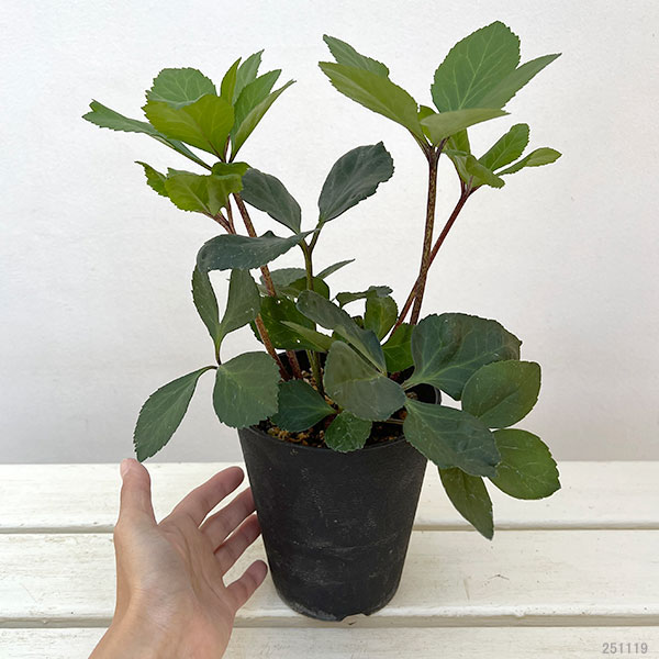 クリスマスローズ:*HGC 雪の妖精 カーリー4.5号ポット