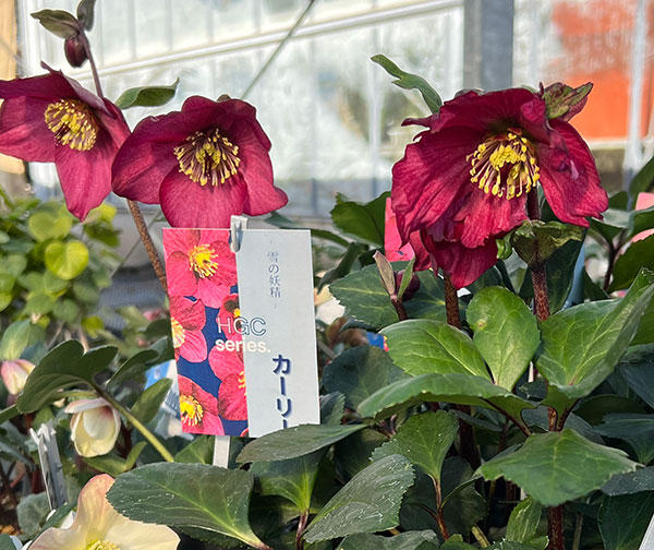 クリスマスローズ:*HGC 雪の妖精 カーリー4.5号ポット