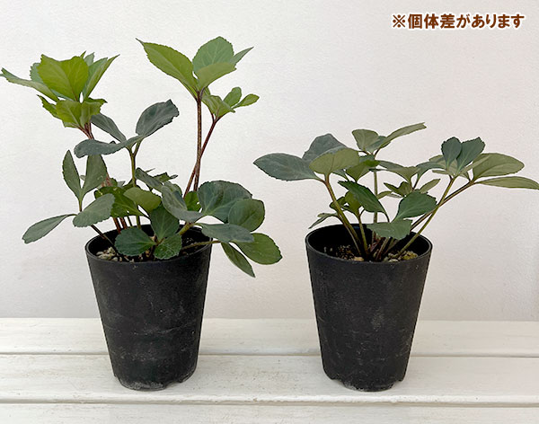 クリスマスローズ:*HGC 雪の妖精 カーリー4.5号ポット