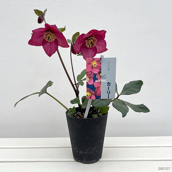 クリスマスローズ:*HGC 雪の妖精 カーリー4.5号ポット