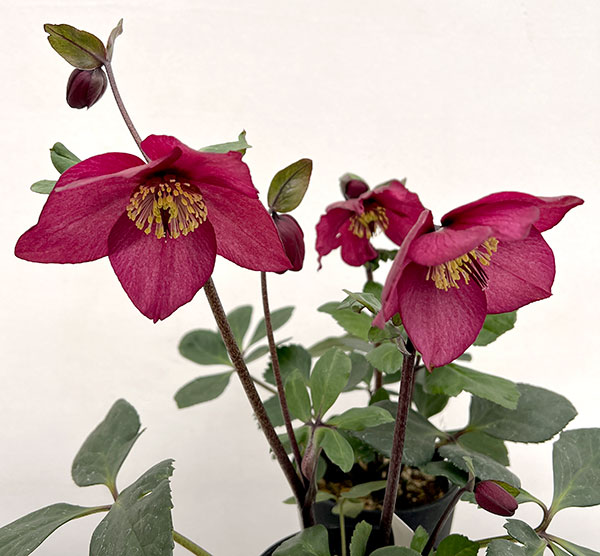 クリスマスローズ:*HGC 雪の妖精 カーリー4.5号ポット