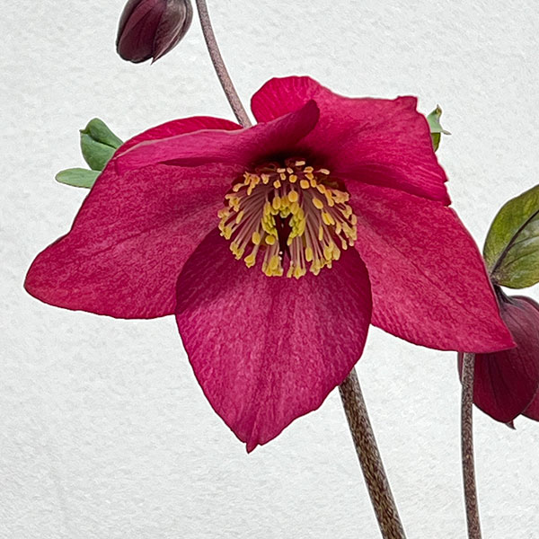 クリスマスローズ:*HGC 雪の妖精 カーリー4.5号ポット