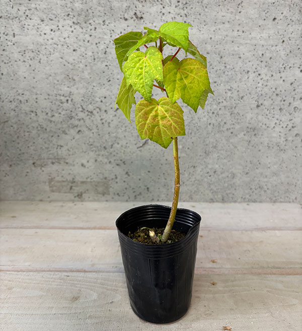 [25年11月中下旬予約]ニホンフヨウ（日本芙蓉）：赤花日本芙蓉4号ポット