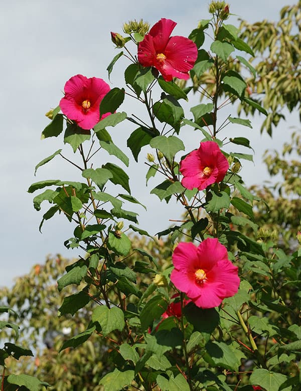 [25年11月中下旬予約]ニホンフヨウ（日本芙蓉）：赤花日本芙蓉4号ポット