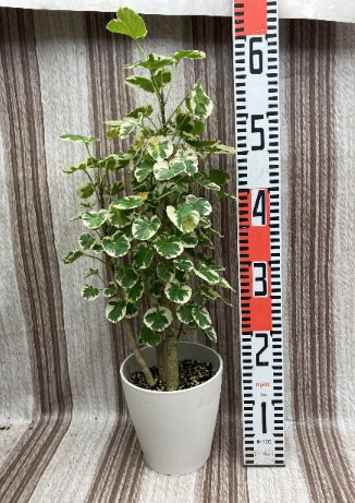 ポリシャス：マルギナータ　斑入り　6号鉢植え